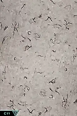 Ventrawall C11 - Yalıtımlı Sürülen Krem Rengi Duvar Kağıdı